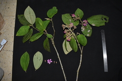 Meriania weberbaueri
