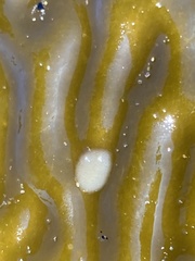 Corambe