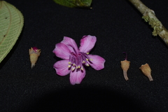 Meriania weberbaueri