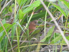 Laterallus albigularis