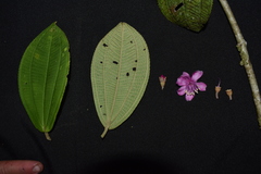 Meriania weberbaueri