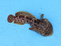 Opsanus pardus