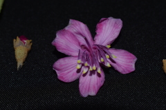 Meriania weberbaueri