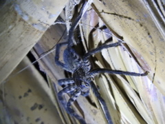 Cupiennius salei