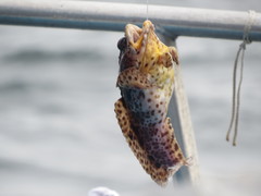 Opsanus pardus