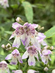 Prostanthera lasianthos