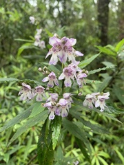 Prostanthera lasianthos