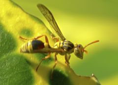 Ropalidia romandi