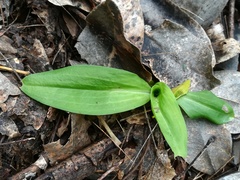 Mesadenus polyanthus