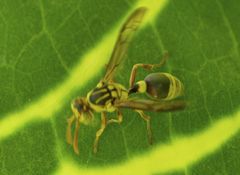 Ropalidia romandi