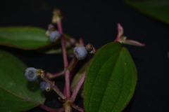 Miconia polytopica