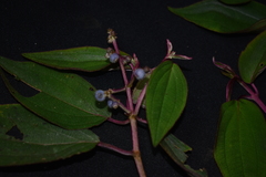 Miconia polytopica