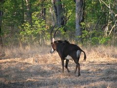 Hippotragus niger kirkii