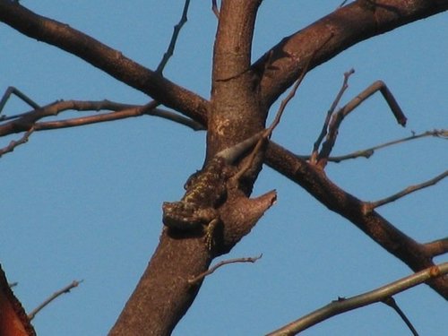 Branch's Agama, Acanthocercus branchi