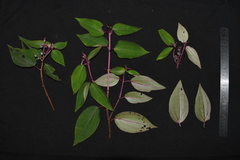 Miconia polytopica