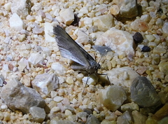 Tathorhynchus exsiccata