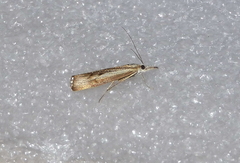 Agriphila trabeatellus