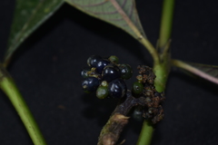 Palicourea reticulata