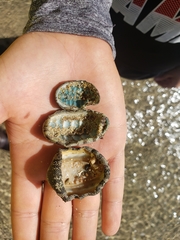 Chiton marmoratus
