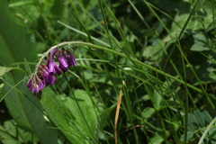 Hedysarum caucasicum