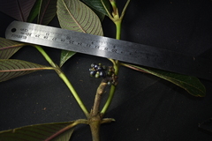 Palicourea reticulata