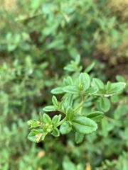 Gonocarpus oreophilus