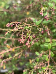 Gonocarpus oreophilus