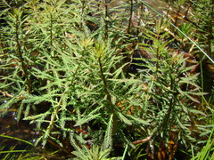 Myriophyllum robustum