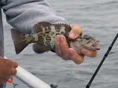 Mycteroperca microlepis