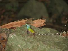 Wiegmann's Agama photo 4