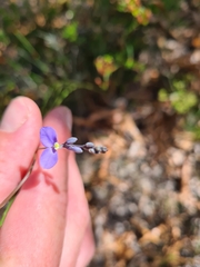 Comesperma defoliatum