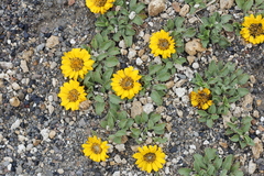 Notopappus prunelloides