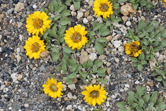 Notopappus prunelloides