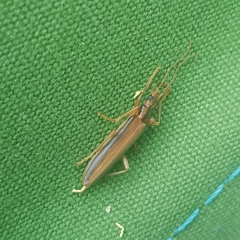 Thelyphassa lineata