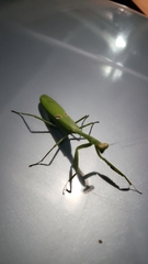 Stagmatoptera