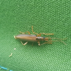 Thelyphassa lineata