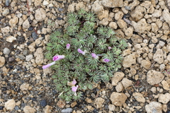 Oxalis adenophylla