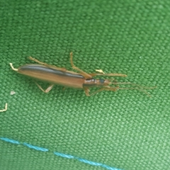 Thelyphassa lineata