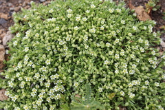 Arenaria serpens
