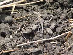 Medopheos edracanthus