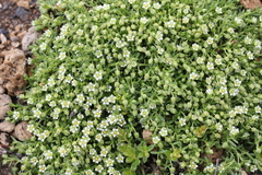 Arenaria serpens