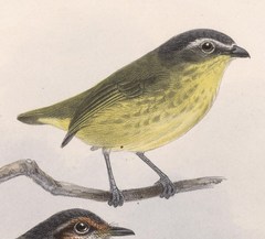 Yellow-Bellied Tyrannulet photo 2