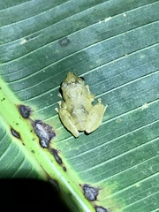 Diasporus diastema