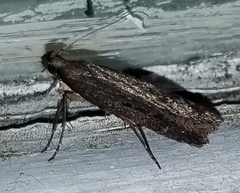 Filatima