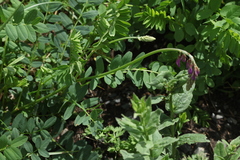 Hedysarum caucasicum