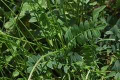 Hedysarum caucasicum