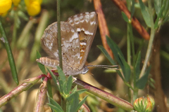 Aricoris indistincta