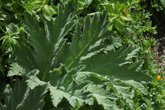 Heracleum leskovii