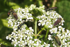 Agrilaxia brunneipennis