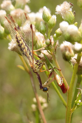 Paramantispa prolixa